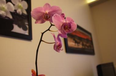 Apartament Kabaty